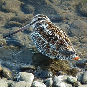 Solitary Snipe